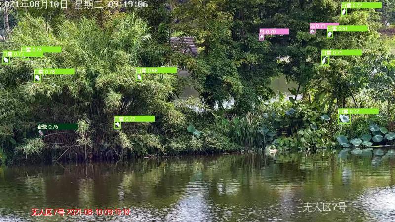 AI鳥類觀測(cè)識(shí)別濕地公園鳥類智能監(jiān)測(cè)智能識(shí)別分析平臺(tái)