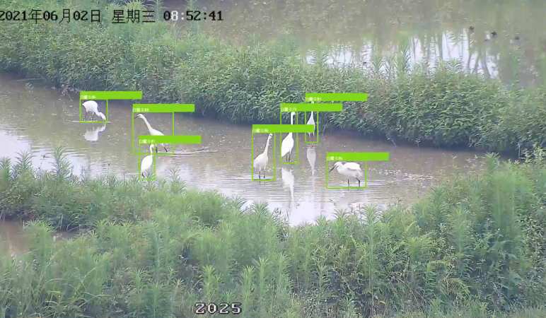 AI鳥類觀測(cè)識(shí)別濕地公園鳥類智能監(jiān)測(cè)智能識(shí)別分析平臺(tái)