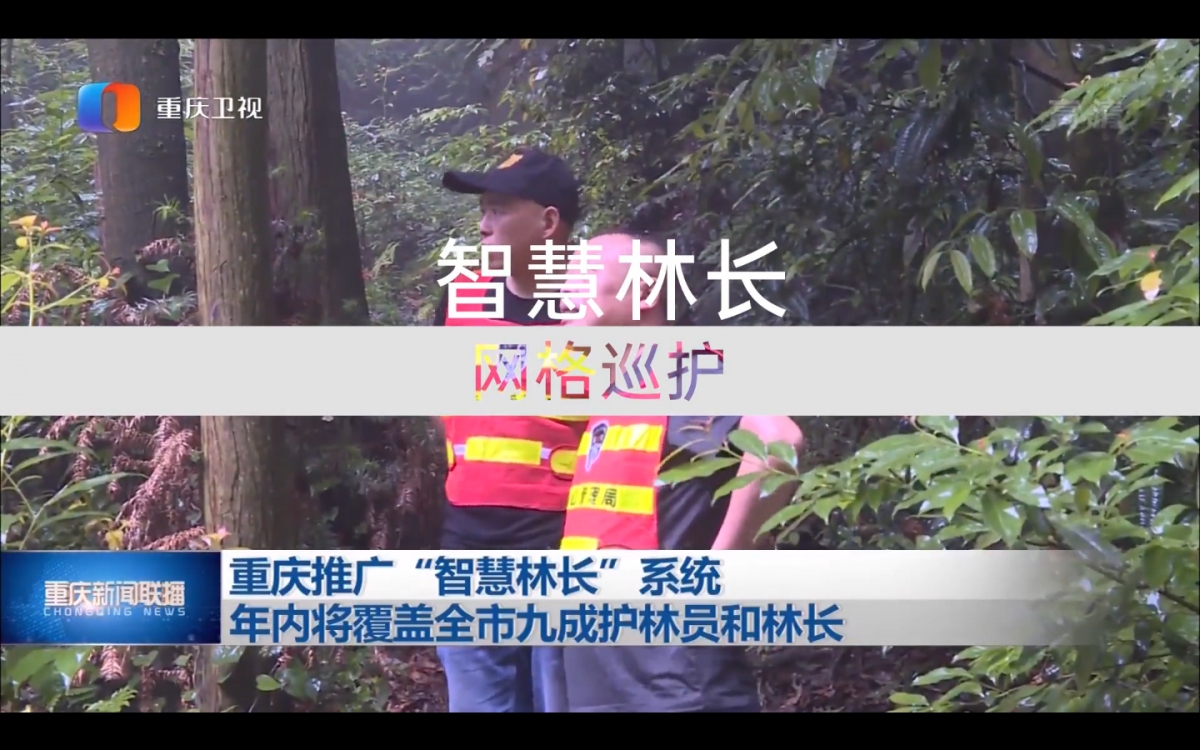 智慧林長